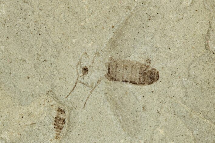 Two Fossil Flies (Diptera) - Green River Formation, Colorado #286406